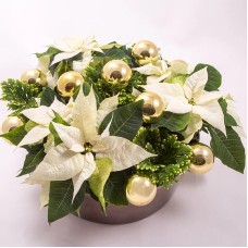 Poinsettia planting