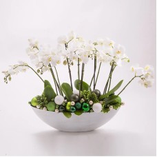 Orchid planting