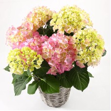 Hortensia (Large)