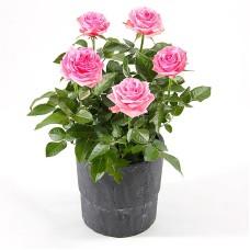 Pot rose (Small)