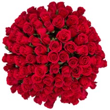 100 red roses