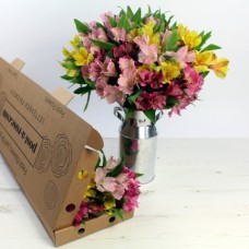 Letterbox Mixed Alstroemeria