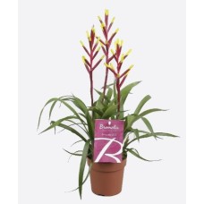 Guzmania Lingulata