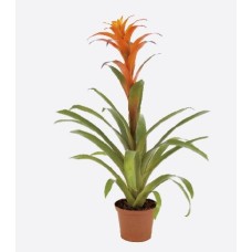 Guzmania Lingulata (60 cm Ht x 15 cm Dia)