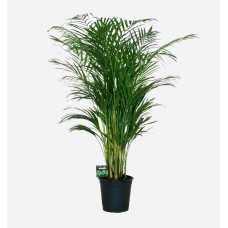 Areca Palm (120 cm Ht x 24 cm)