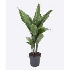 Aspidistra Elatior