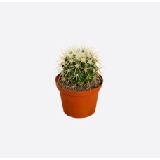 Echinocactus Grusonii Hildm