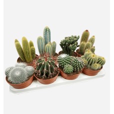 Cactus Mix