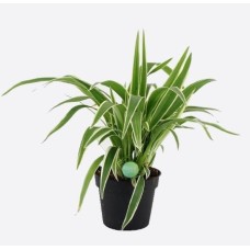 Chlorophytum Comosum