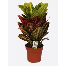 Codiaeum Variegatum(1)