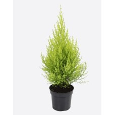 Cupressus Macrocarpa Goldcrest