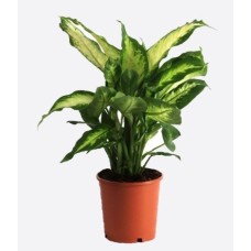 Dieffenbachia Seguine(1)