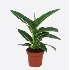 Dieffenbachia Seguine(2)