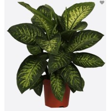 Dieffenbachia Seguine(3)