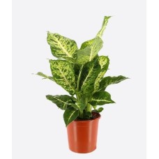 Dieffenbachia Seguine(4)