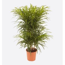 Dracaena Anita Branched