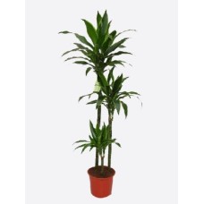 Dracaena Fragrans(1)