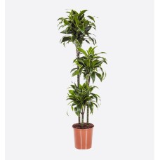 Dracaena Compacta Dorado 3Pp