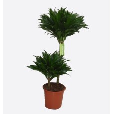 Dracaena Compacta Green 2Pp