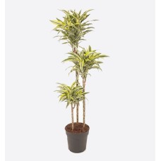 Dracaena Lemon Lime 3Pp (150 cm Ht x 25 cm)