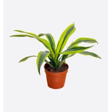 Dracaena Lemon Lime Head