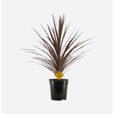 Dracaena Fragrans(6)