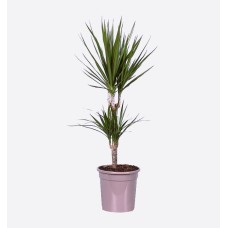 Dracaena Marginata 2Pp