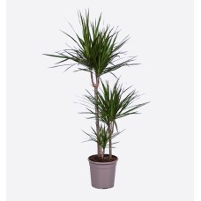Dracaena Marginata (125 cm Ht x 24 cm Dia)