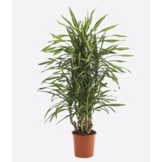 Dracaena Fragrans
