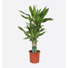 Dracaena Steudneri 2Pp
