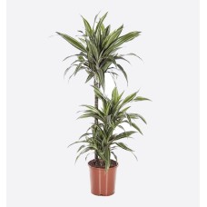 Dracaena Fragrans (150 cm Ht x 25 cm Dia)