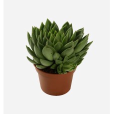 Echeveria Miranda (15 cm Ht x 10.5 cm Dia)