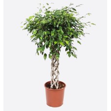 Ficus Benjamina Cylinder