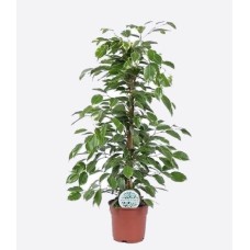Ficus Benjamina