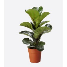 Ficus Lyrata