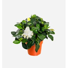 Gardenia Jasminoides (30 cm Ht x 13 cm Dia)