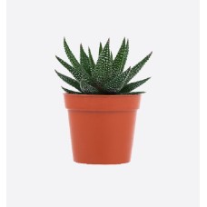 Gasterhaworthia Royal Highness