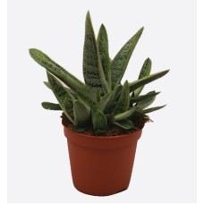 Gasteria 'Little Warty'
