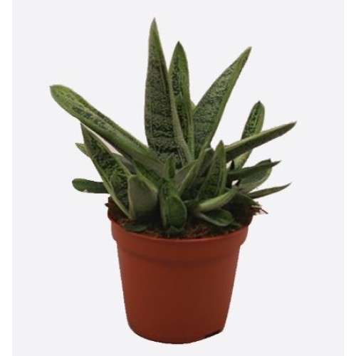 Gasteria 'Little Warty'