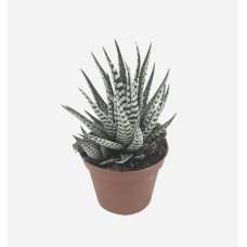 Haworthia Fasciata Alba (10 cm Ht x 9 cm Dia)