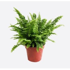 Nephrolepis Exaltata (60 cm Ht x 17 cm Dia)