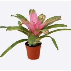Neoregelia Carolinae F. Tricolor