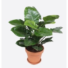 Philodendron (30/40 cm Ht x 13 cm Dia)