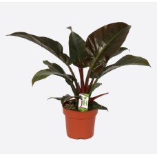 Philodendron Tatei (30/40 cm Ht x 14 cm Dia)