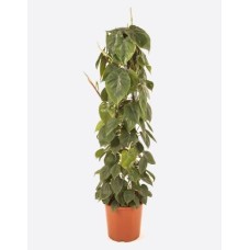 Philodendron Scandens (20 cm Ht x 12 cm Dia)