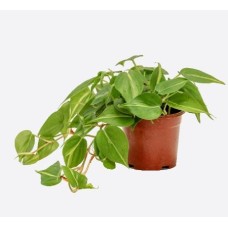 Philodendron Scandens Variegated