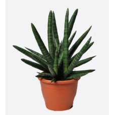 Sansevieria Cylindrica(javelines)