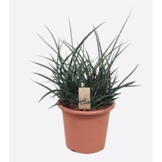 Sansevieria Cylindrica