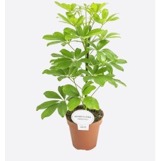 Schefflera Gold