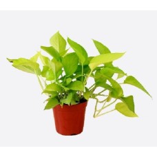 Epipremnum Aureum Agm (30/40 cm Ht x 12 cm Dia)